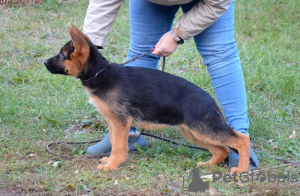 Additional photos: German Shepherd puppies. FCI.