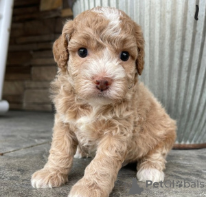 Photo №2 to announcement № 117585 for the sale of  - buy in Romania private announcement, breeder