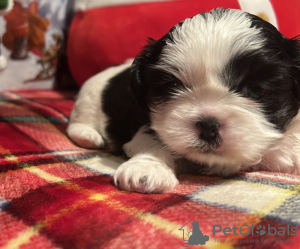 Photo №1. shih tzu - for sale in the city of New York | 300$ | Announcement № 84041