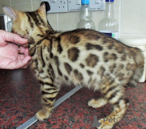 Photo №1. bengal cat - for sale in the city of Russia | 413$ | Announcement № 107032
