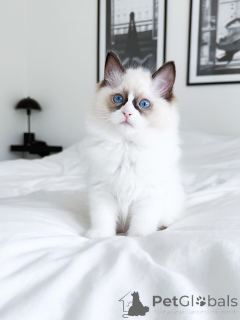 Photo №2 to announcement № 176622 for the sale of ragdoll - buy in Australia private announcement