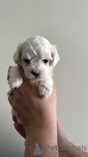 Photo №3. Maltese purebred puppies. Turkey