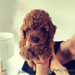 Photo №3. Red Miniature Poodle puppies. Serbia