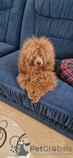 Photo №2 to announcement № 92450 for the sale of poodle (toy) - buy in Ukraine private announcement