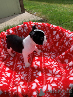 Photo №2 to announcement № 172957 for the sale of boston terrier - buy in Belgium private announcement, breeder