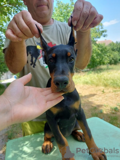 Photo №4. I will sell dobermann in the city of Belgrade.  - price - Is free