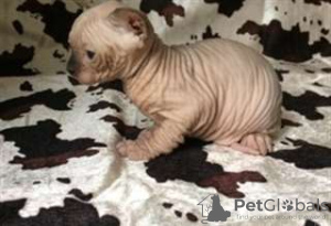 Photo №1. sphynx cat - for sale in the city of Paris | 237$ | Announcement № 13322