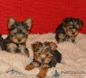 Photo №1. yorkshire terrier - for sale in the city of Ivaň | negotiated | Announcement № 96511