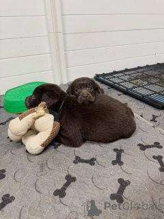 Photo №3. Adorable Yellow Labrador Retriever Puppies Ready for Their Forever Home!. Germany