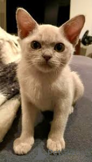 Photo №2 to announcement № 161623 for the sale of burmese cat - buy in Belgium private announcement, breeder