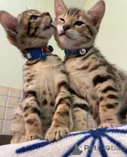 Photo №1. bengal cat - for sale in the city of Los Angeles | Is free | Announcement № 140283
