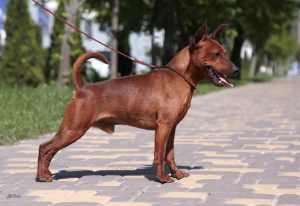 Additional photos: Miniature pinscher puppies from the champion of Ukraine