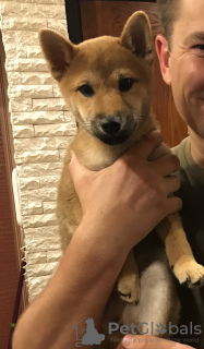 Photo №1. shiba inu - for sale in the city of Minsk | 1030$ | Announcement № 7862