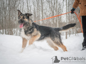 Photo №4. I will sell non-pedigree dogs in the city of Москва. from the shelter - price - Is free