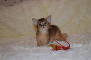 Photo №3. I offer for reserving the Abyssinian kittens of bright wild color, 1.5 months. Russian Federation