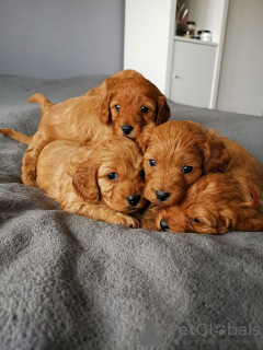 Photo №3. Beautiful Cavapoo Puppies For free adoption. Germany