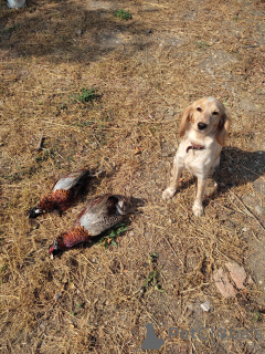 Photo №2 to announcement № 146006 for the sale of russian spaniel - buy in Ukraine breeder