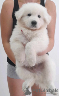 Photo №3. White Swiss Shepherd puppies. Serbia