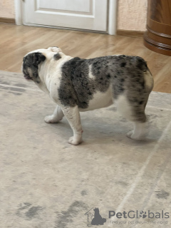 Photo №3. English bulldog. Belarus