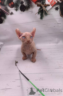 Photo №1. bambino - for sale in the city of Bensheim | 361$ | Announcement № 177962