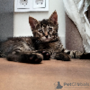 Additional photos: Domestic kittens