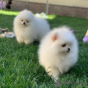 Photo №1. pomeranian - for sale in the city of Grand Junction | negotiated | Announcement № 121872