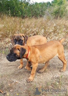 Photo №2 to announcement № 24380 for the sale of bullmastiff - buy in Russian Federation private announcement