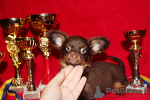 Photo №4. I will sell russkiy toy in the city of Nikolaev. from nursery, breeder - price - 700$
