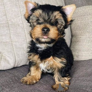 Photo №1. yorkshire terrier - for sale in the city of Berlin | 568$ | Announcement № 164791