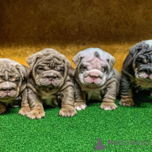Photo №1. non-pedigree dogs - for sale in the city of Helsinki | negotiated | Announcement № 99598