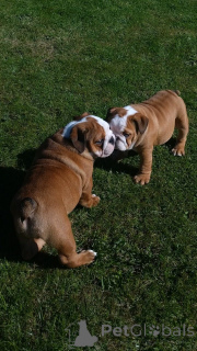Photo №1. english bulldog - for sale in the city of Mataró | 518$ | Announcement № 141026