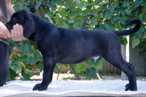 Photo №4. I will sell cane corso in the city of Krasnodar. breeder - price - negotiated