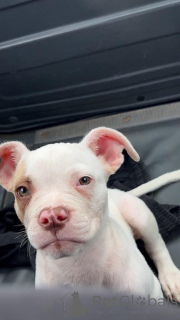 Photo №1. american pit bull terrier - for sale in the city of Benitses | 310$ | Announcement № 177625