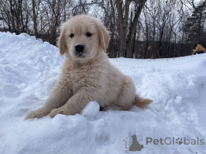 Photo №1. golden retriever - for sale in the city of Bremen | negotiated | Announcement № 163585