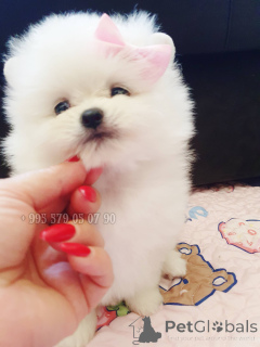Photo №1. pomeranian - for sale in the city of Tbilisi | negotiated | Announcement № 144425