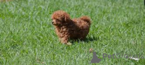 Photo №3. Chiots Caniche à vendre. Belgium