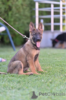Photo №2 to announcement № 144650 for the sale of german shepherd - buy in Europe 