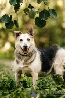 Photo №3. Aino looking for a home. Russian Federation