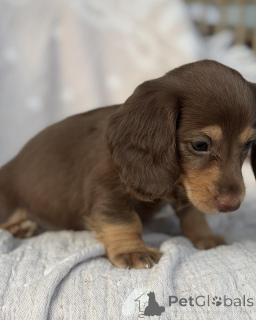 Photo №4. I will sell dachshund in the city of Ostrava. breeder - price - negotiated