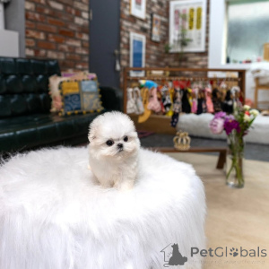 Photo №3.  Maltese Puppy Available for Adoption . Belgium