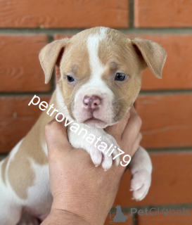 Photo №3. The American banner-shutter about which you dreamed!. Russian Federation