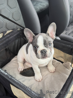 Photo №1. french bulldog - for sale in the city of Munich | negotiated | Announcement № 171254