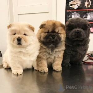 Photo №3. Chow-Chow-Welpen suchen ein liebevolles Zuhause.. Germany