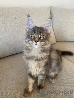 Photo №4. I will sell maine coon in the city of Riga. private announcement - price - 1162$