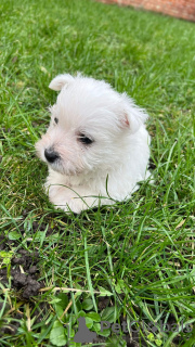 Photo №3. West highland white terrier puppies. Germany