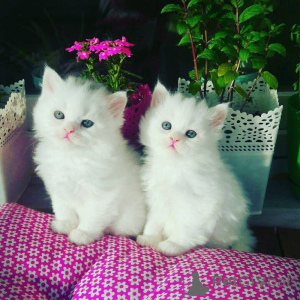 Photo №1. persian cat - for sale in the city of Berlin | 310$ | Announcement № 174578