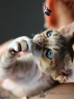 Photo №2 to announcement № 171388 for the sale of devon rex - buy in Germany private announcement