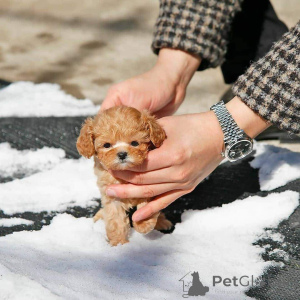 Photo №4. I will sell poodle (toy) in the city of Chicago. breeder - price - 400$