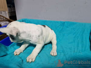 Additional photos: French bulldog puppies for sale