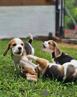 Photo №2 to announcement № 128332 for the sale of beagle - buy in Germany private announcement